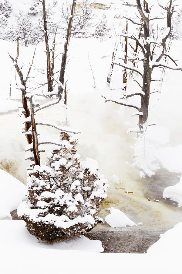 Mammoth Hot Springs Trees In Winter Photograph by Sebastian Kennerknecht