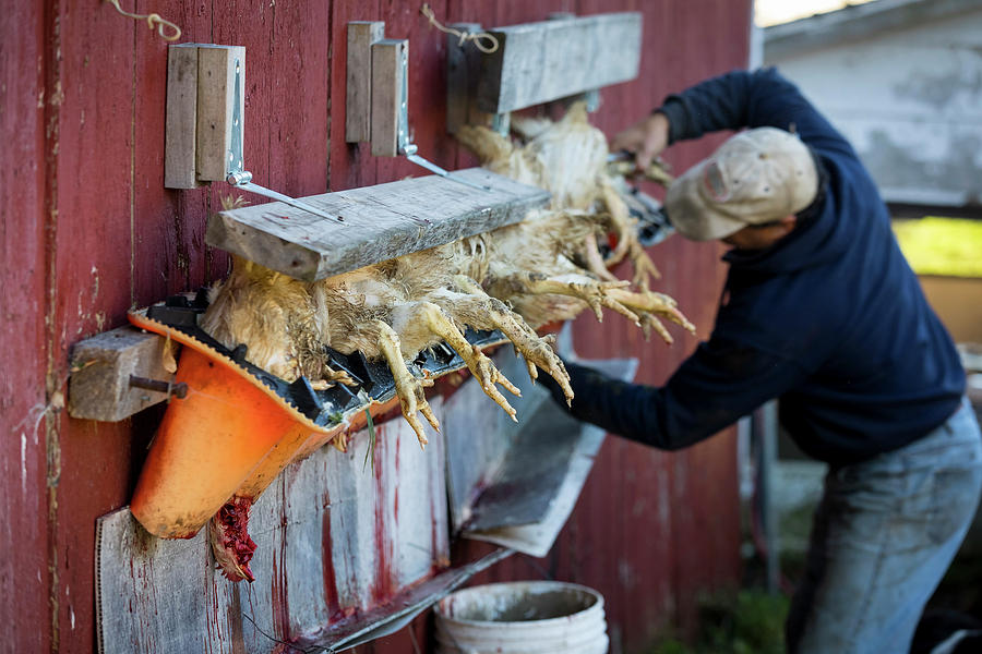 Man Butchering Chickens Photograph by Mike Roemer