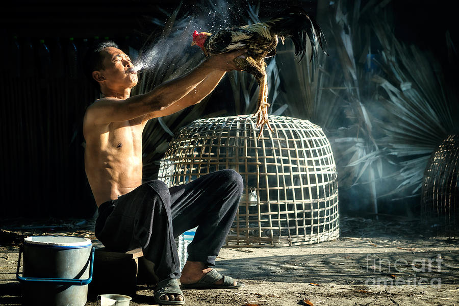 Feather Photograph - Man Cleaning Thai Gamecock by Santiphotoss Feather Photograph - Man Cleaning Thai Gamecock by Santiphotoss