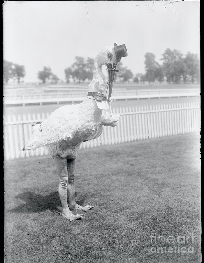 Man Dressed Up As Stork Photograph by Bettmann