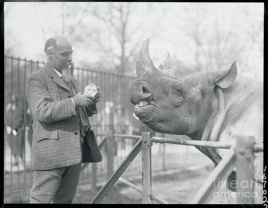 Man Feeding A Rhinoceros Photograph by Bettmann
