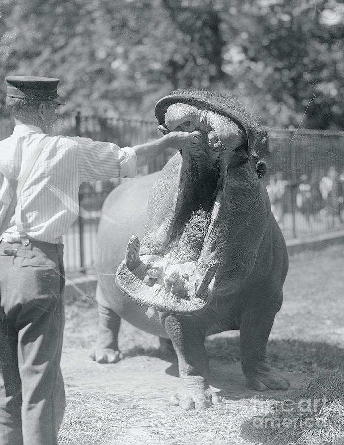 Man Feeding Hippopotamus Photograph by Bettmann