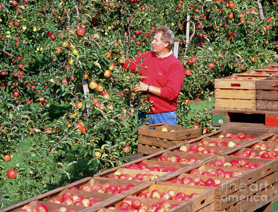 Man Harvesting Apples By Hand. Photograph by Rosenfeld Images Ltd ...