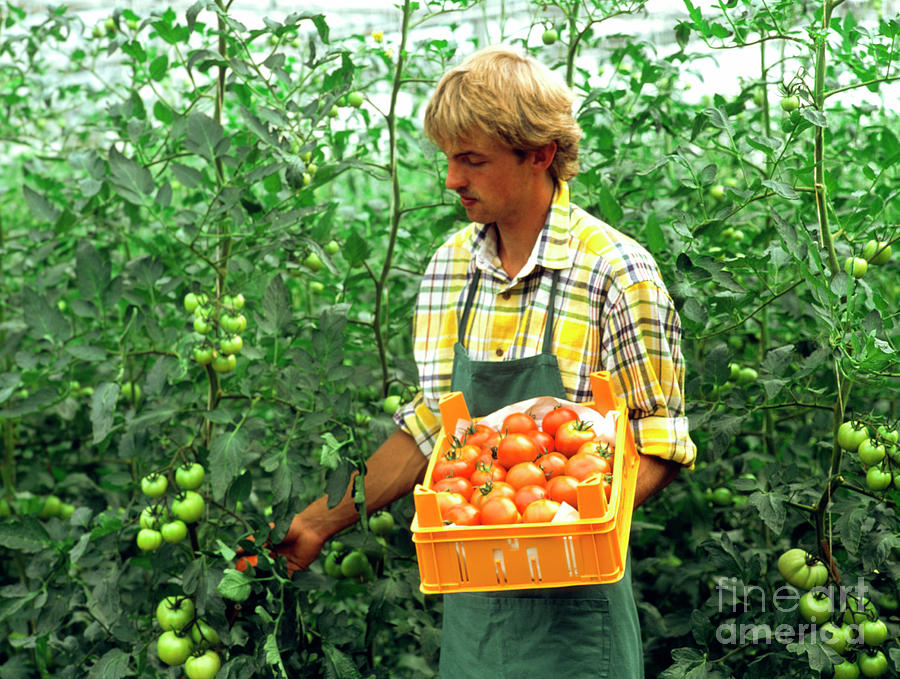 Tomato Photograph - Man Harvesting Tomatoes In A Greenhouse by Maximilian Stock Ltd/science Photo Library