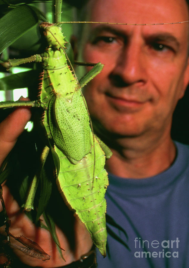 Man Holding Stick Insect (heteropteryx Dilatata) Photograph by Pascal Goetgheluck/science Photo Library