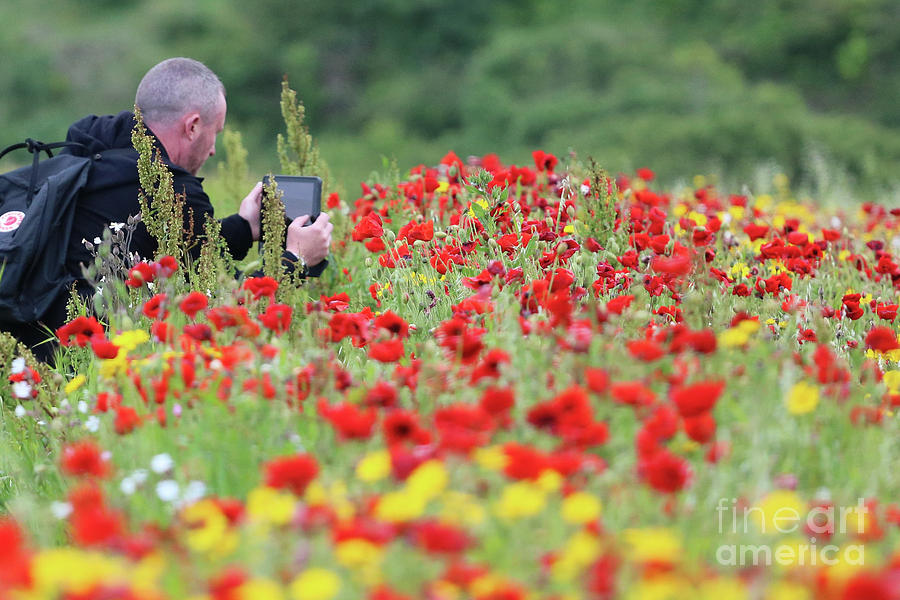 Man In The Poppies Photograph