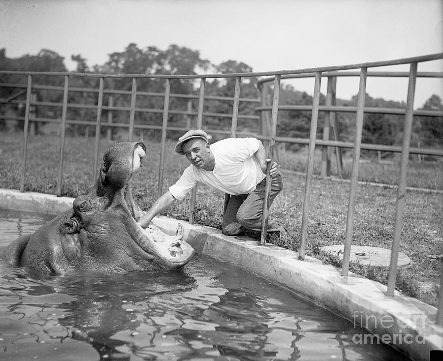 Man Massaging Hippos Tonsils Photograph by Bettmann