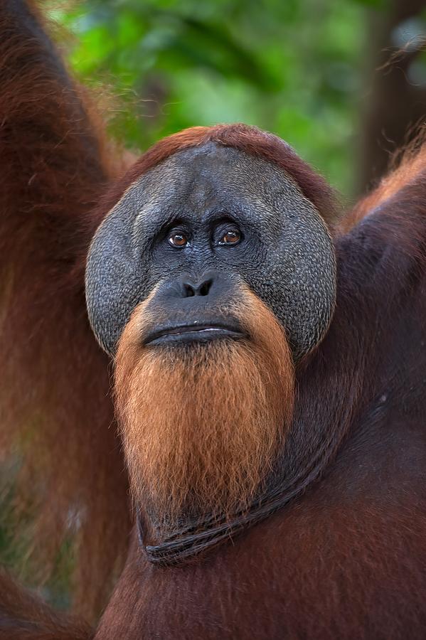 Man Of The Forest Photograph by Marco Pozzi - Pixels