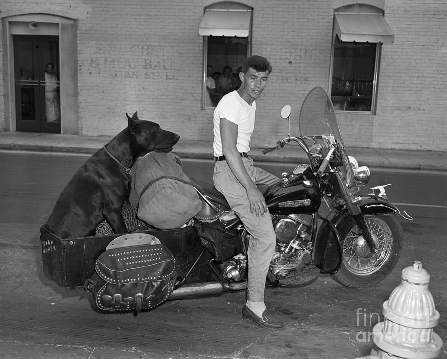 Man Riding Motorcycle With A Great Dane Photograph by Bettmann