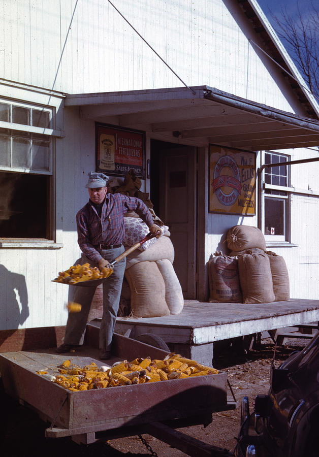 Man shoveling ears of dried corn from wagon through feed store window Painting by Unknown