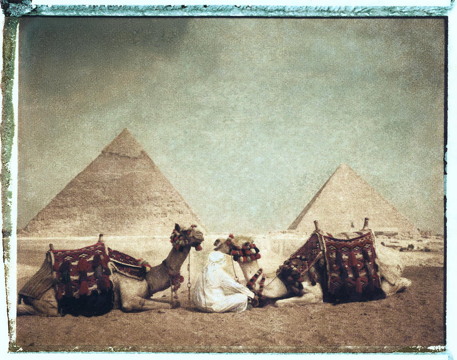 Man Sitting With Camels, Giza, Egypt Photograph by Will & Deni Mcintyre