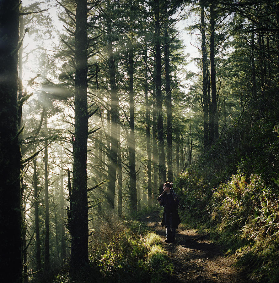 Man Standing In Sunlit Old Growth Forest Photograph by Danielle D. Hughson