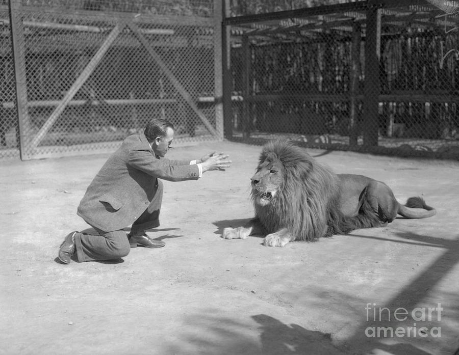 Man Trying To Hypnotize Lion Photograph by Bettmann