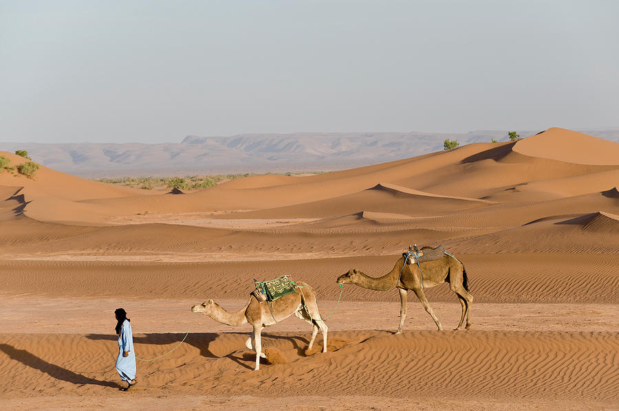 Man Walking Camels In Sand Dunes Photograph by Cultura Rm Exclusive/ben Pipe Photography