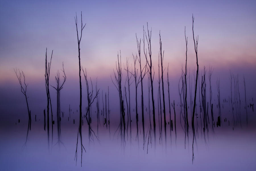 Manasquan Reservoir Foggy Morning Photograph by Susan Candelario