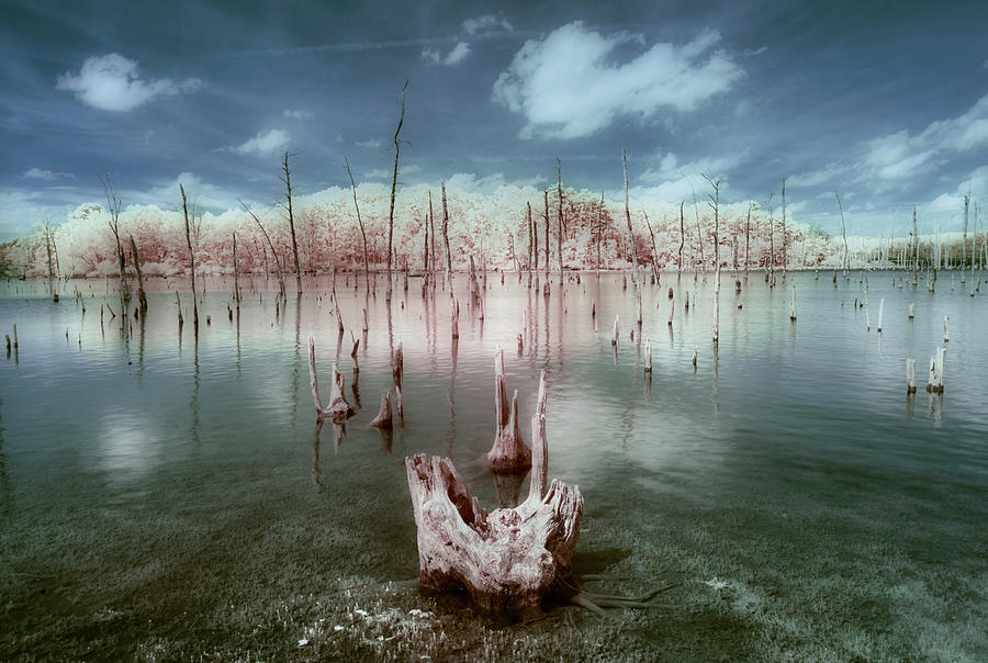 Manasquan Reservoir Infrared Color Photograph by Jerry Fornarotto