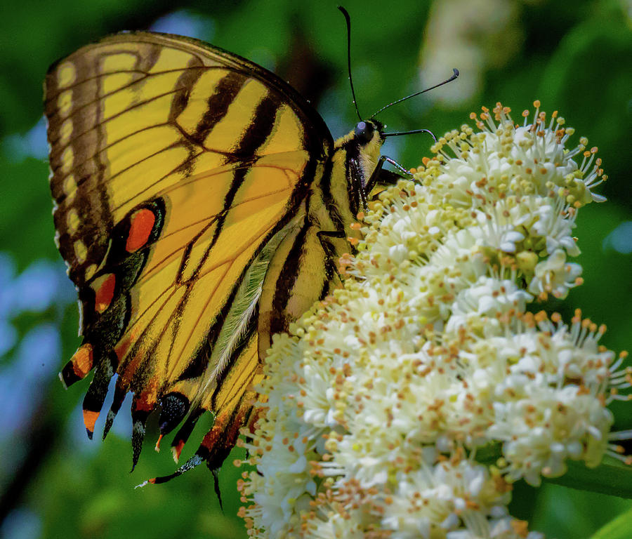 Manassas Butterfly Photograph by Lora J Wilson