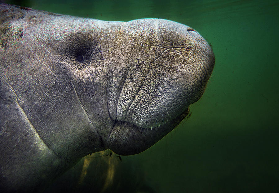 Manatee Face Photograph by Greg and Chrystal Mimbs
