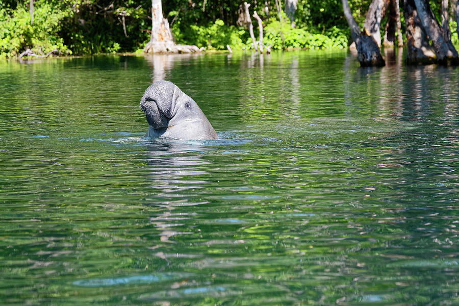 Manatee Head Above Water Photograph by Sally Weigand