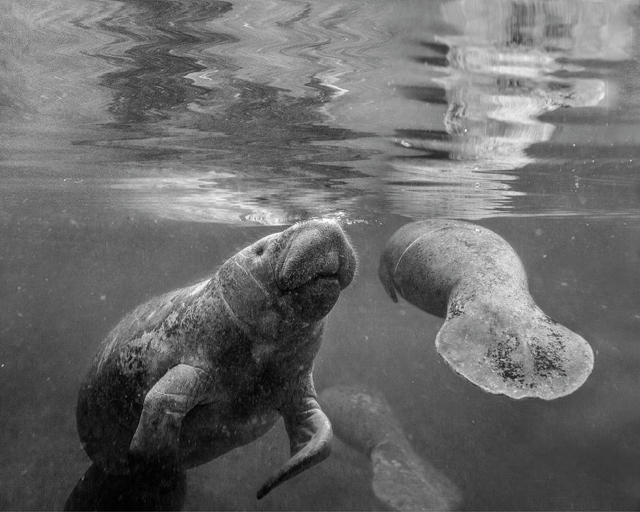 Manatee Mom And Baby Surfacing Photograph by Tim Fitzharris