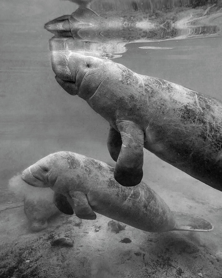 Manatee Mom And Baby Photograph by Tim Fitzharris