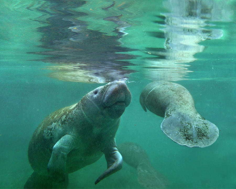 Manatee Mother And Calf, Crystal River, Florida Photograph by Tim Fitzharris