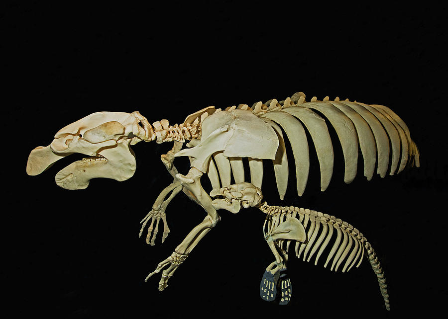 Manatee Mother And Calf Skeletons Photograph by Millard H. Sharp