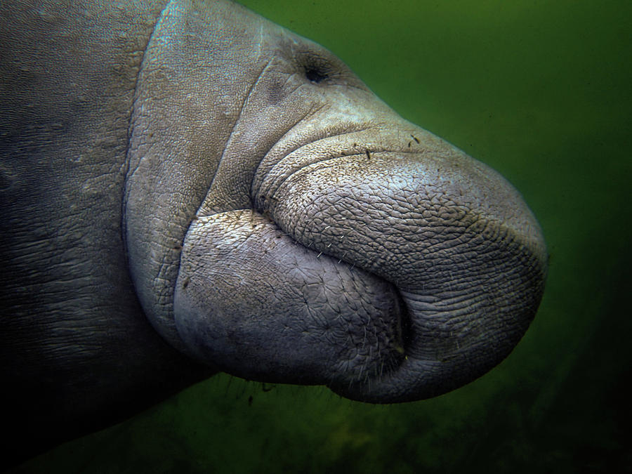 Winter Photograph - Manatee Mouth by Greg and Chrystal Mimbs