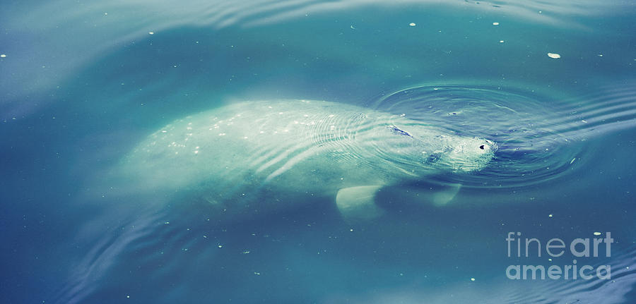 Manatee with Blue Ripples Photograph by Carol Groenen
