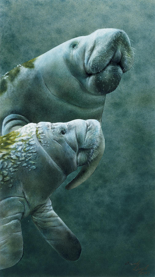 Animal Painting - Manatees by Beverly Doyle