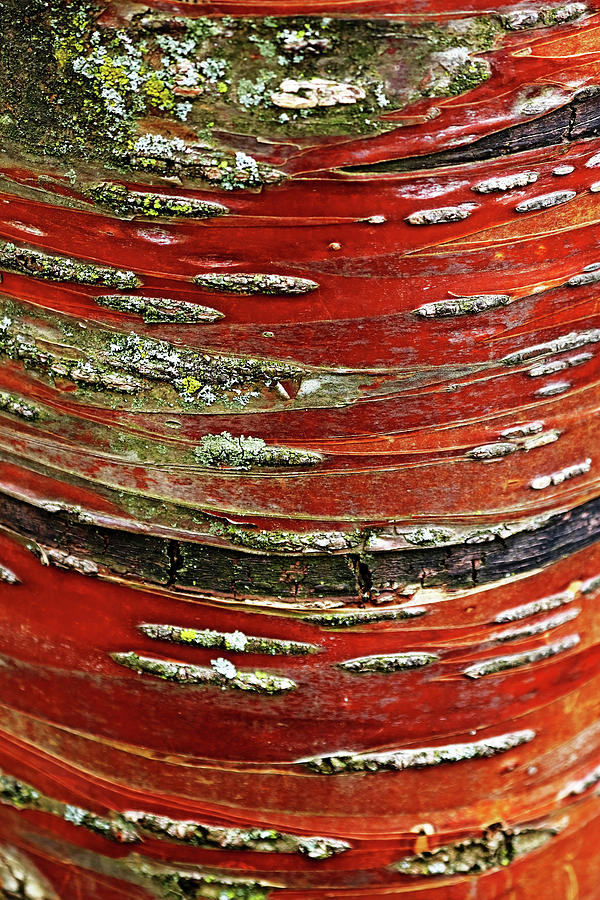 Manchurian Cherry Bark Abstract Photograph by Debbie Oppermann