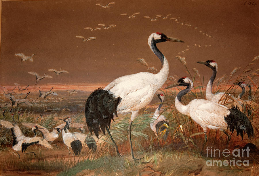 Animal Painting - Manchurian Crane by Joseph Wolf