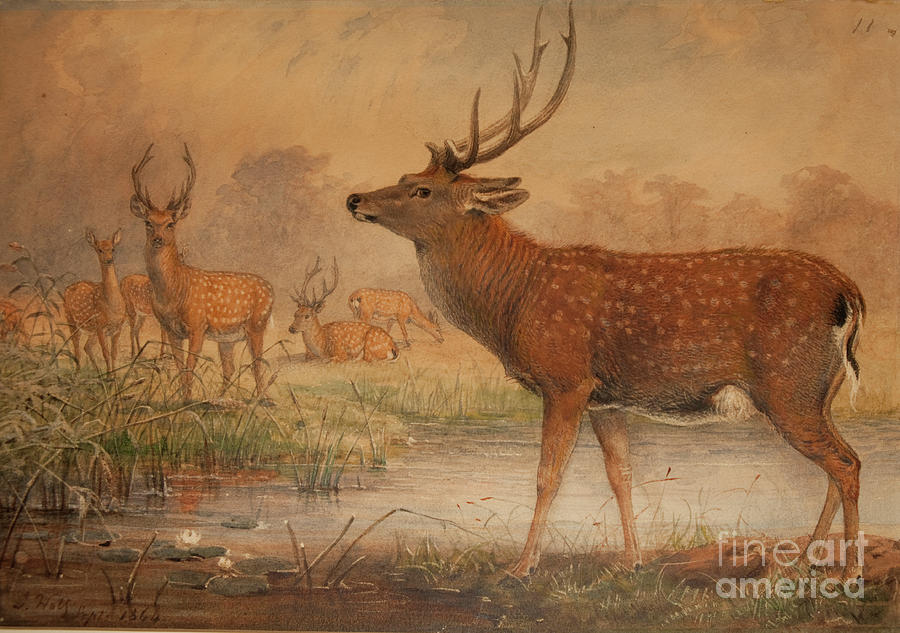 Animal Painting - Manchurian Deer by Joseph Wolf