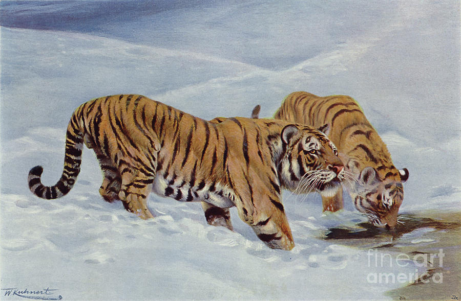 Wilhelm Kuhnert Painting - Manchurian Tiger By Wilhelm Kuhnert by Wilhelm Kuhnert