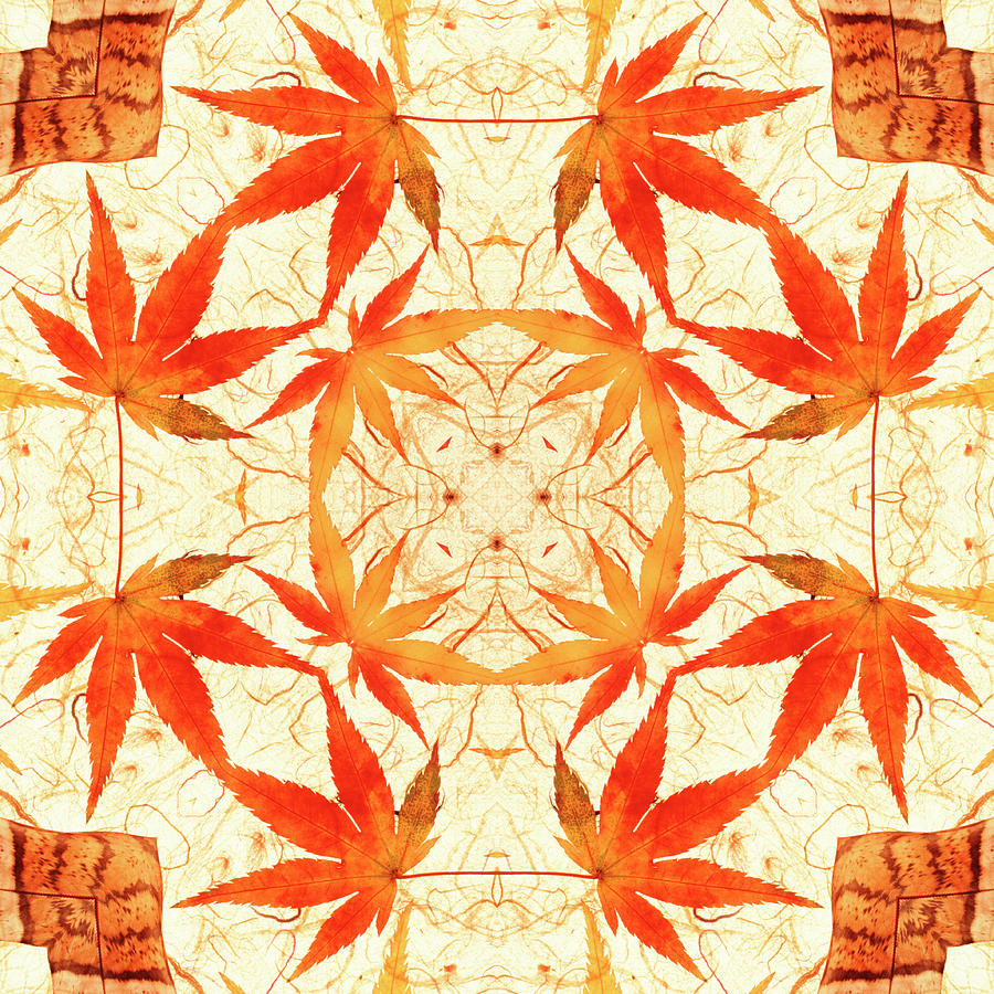 Mandala Of Leaves And Feathers Photograph by Steve Satushek Mandala Of Leaves And Feathers Photograph by Steve Satushek