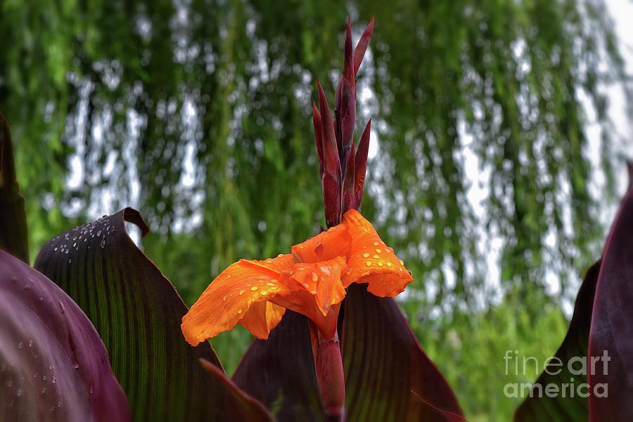 Mandarin Canna Lily Photograph by Yvonne Johnstone