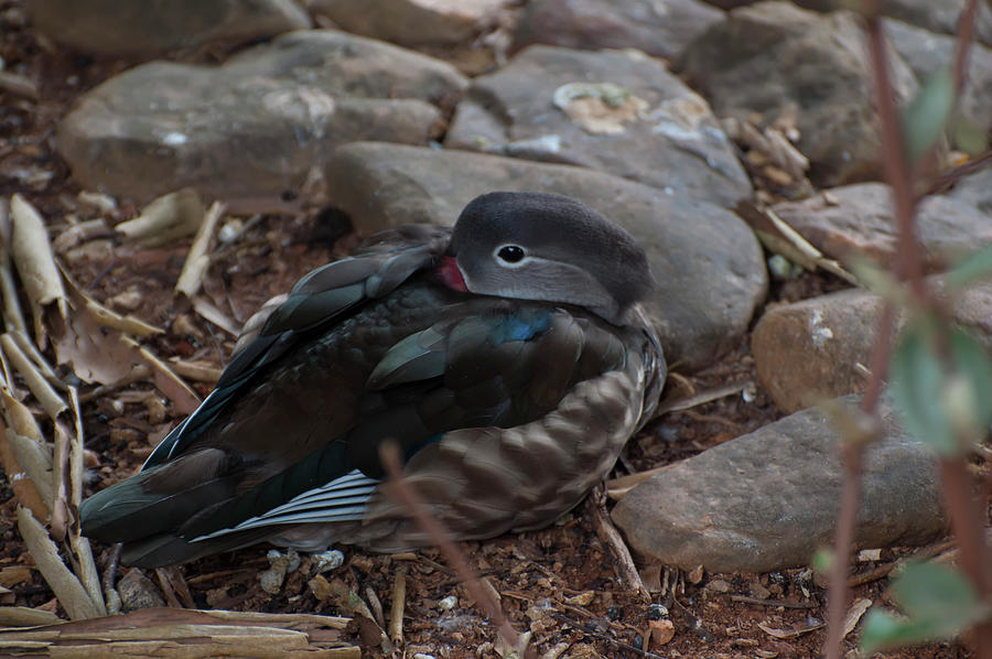 Mandarin duck 001 by Chris Flees Mandarin duck 001 by Chris Flees