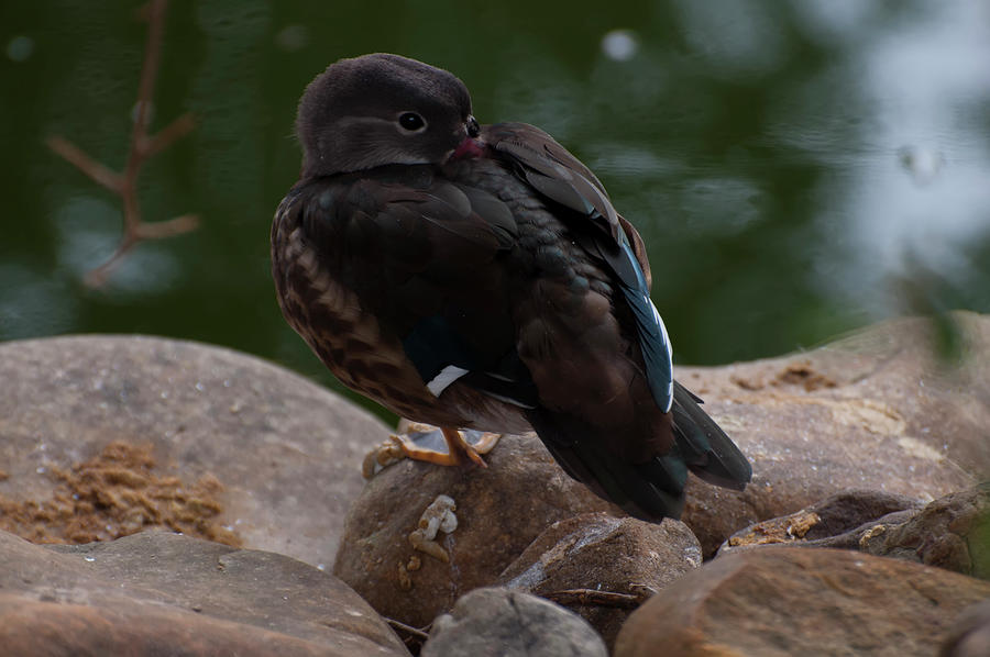 mandarin duck 002 by Chris Flees mandarin duck 002 by Chris Flees