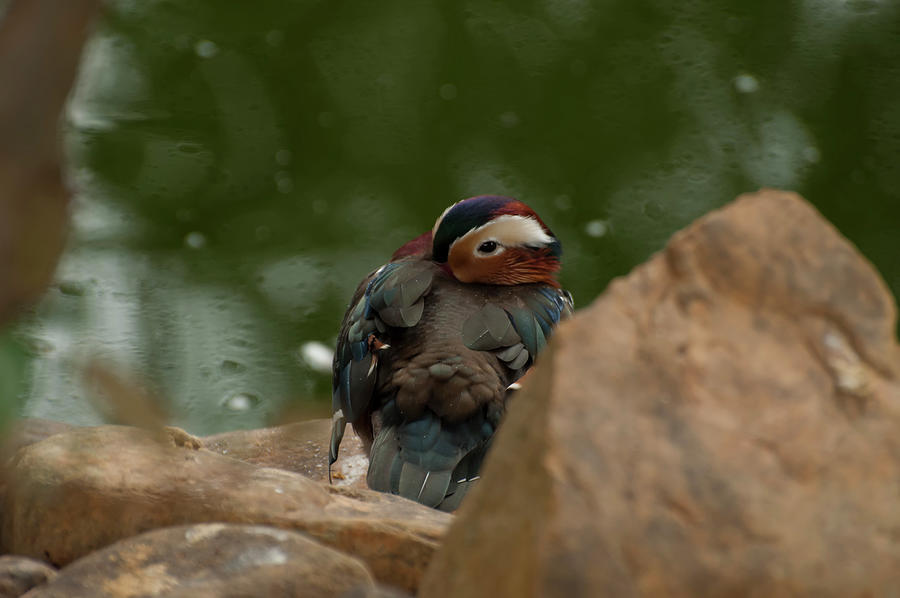 mandarin duck 003 by Chris Flees mandarin duck 003 by Chris Flees