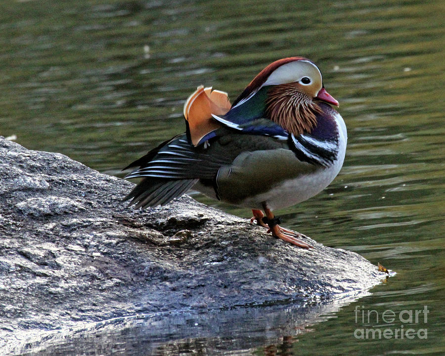 Mandarin Duck 1 Photograph by Patricia Youngquist