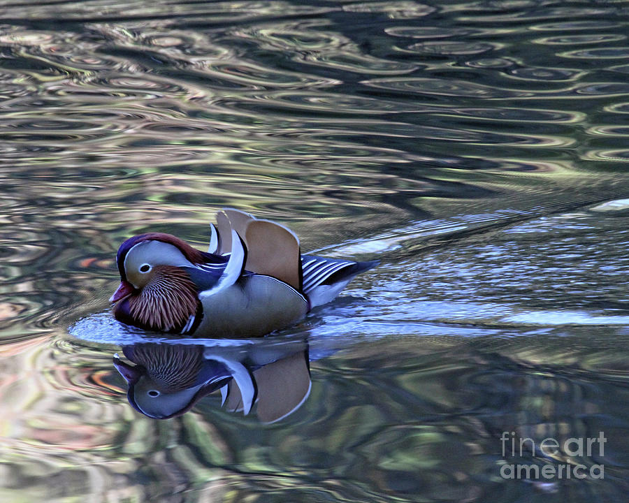 Mandarin Duck 10 Photograph by Patricia Youngquist