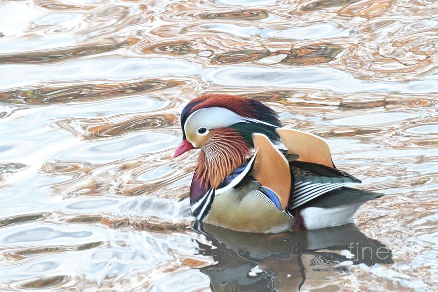 Mandarin Duck 11 Photograph by Patricia Youngquist