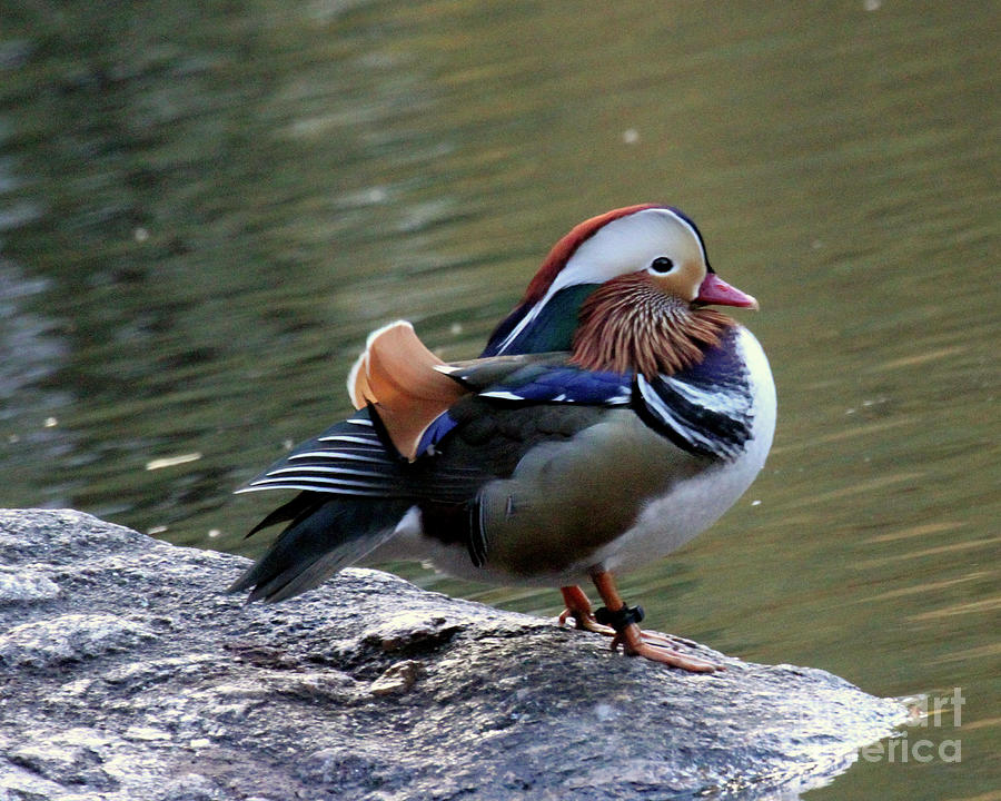 Mandarin Duck 2 Photograph by Patricia Youngquist