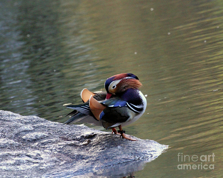 Mandarin Duck 3 Photograph by Patricia Youngquist