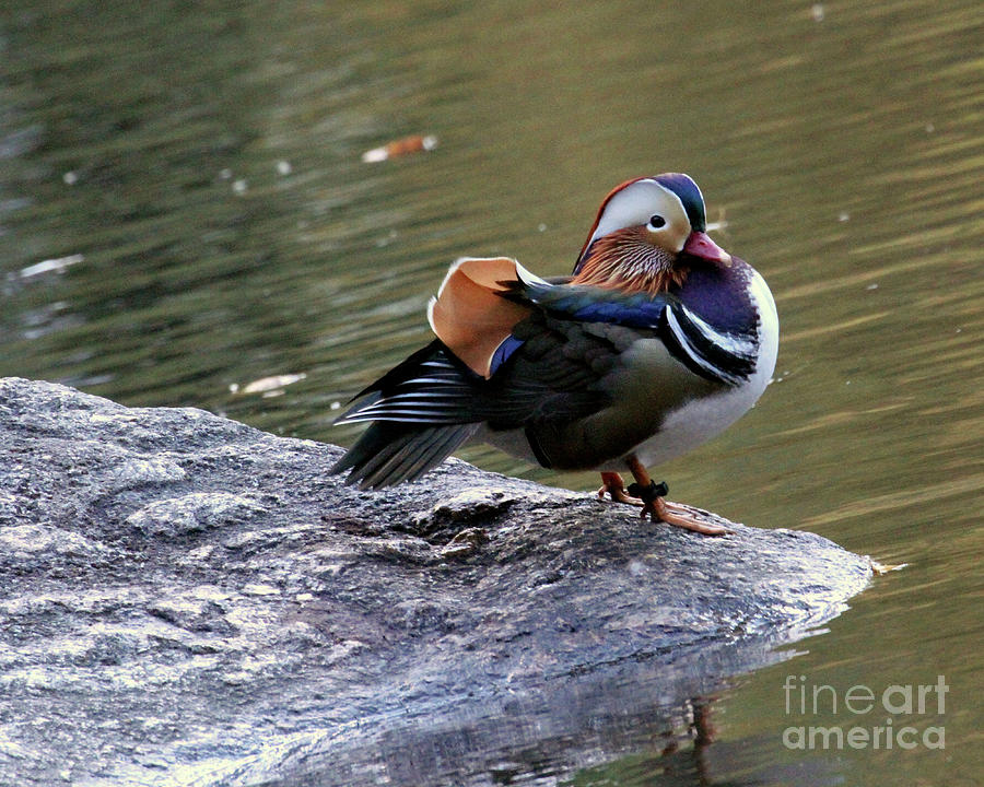 Mandarin Duck 4 Photograph by Patricia Youngquist