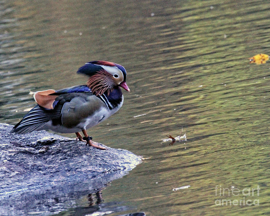 Mandarin Duck 5 Photograph by Patricia Youngquist