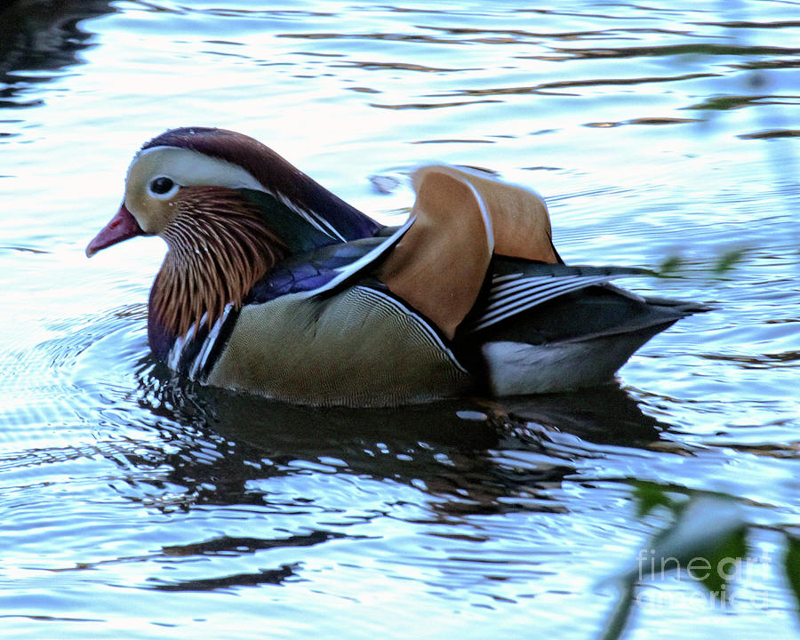 Mandarin Duck 6 Photograph by Patricia Youngquist