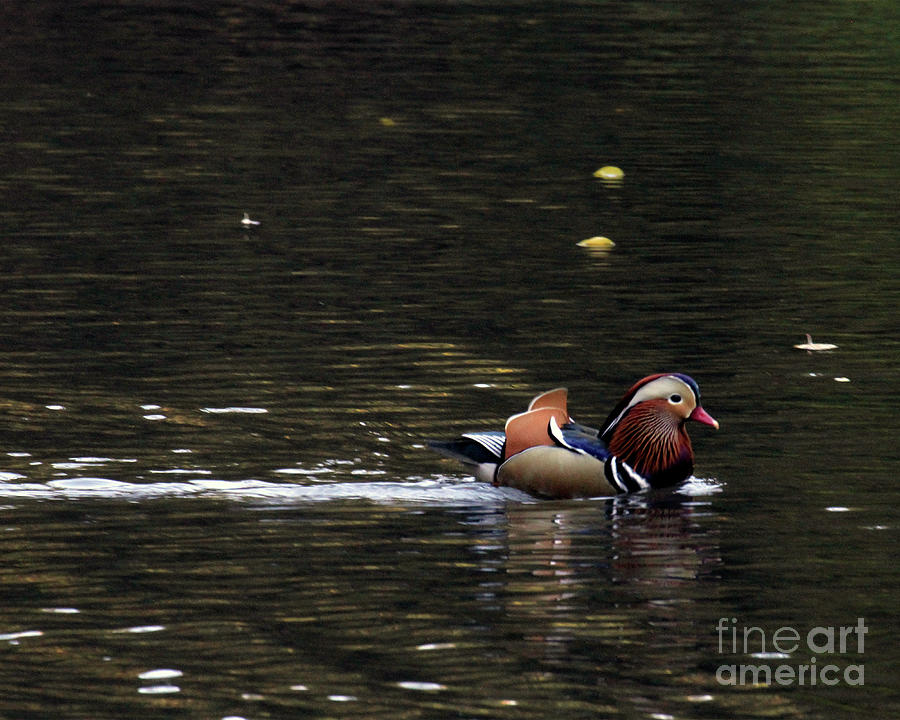 Mandarin Duck 7 Photograph by Patricia Youngquist Mandarin Duck 7 Photograph by Patricia Youngquist