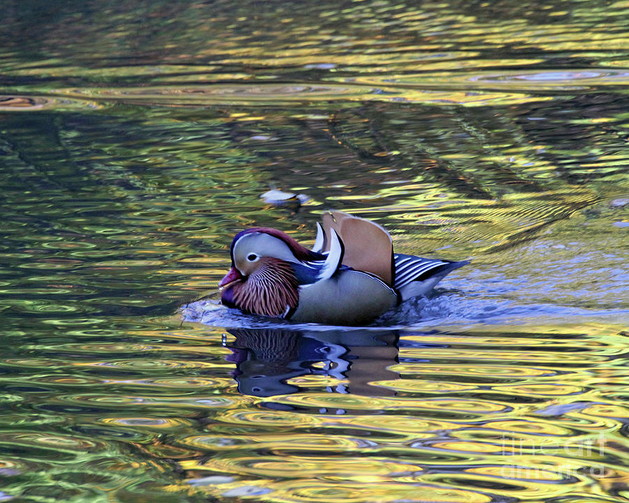 Mandarin Duck 9 Photograph by Patricia Youngquist