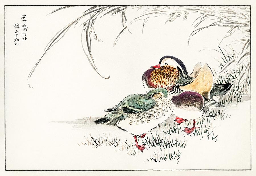 Mandarin Duck and Pearl Barley illustration from Pictorial Monograph of Birds 1885 by Numata Kashu Painting by Celestial Images